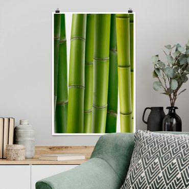 Plakat - Rośliny bambusowe