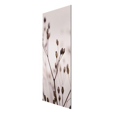 Obraz Alu-Dibond - Ciemne pąki na gałęzi dzikiego kwiatu