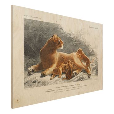Obraz z drewna - Tablica edukacyjna w stylu vintage Lwica z młodymi lwiątkami
