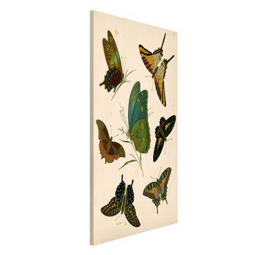 Tablica magnetyczna - Ilustracja w stylu vintage Motyle egzotyczne
