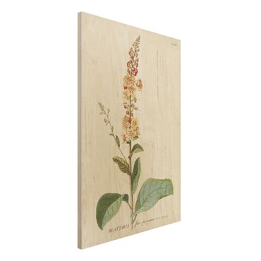 Obraz z drewna - Vintage Botanika Ilustracja Mullein
