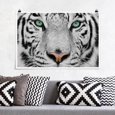 Plakat - Biały tygrys