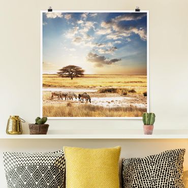 Plakat - Życie zebr