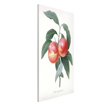 Tablica magnetyczna - Botany Vintage Illustration Peach