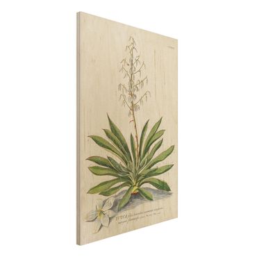 Obraz z drewna - Vintage Botanika Ilustracja Yucca