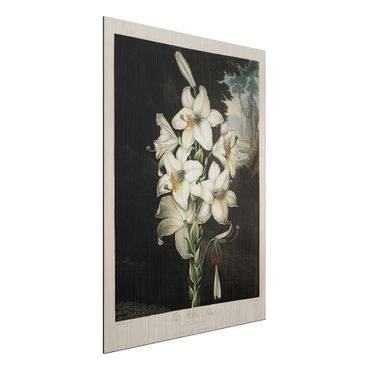 Obraz Alu-Dibond - Botanika Vintage Ilustracja Biała lilia