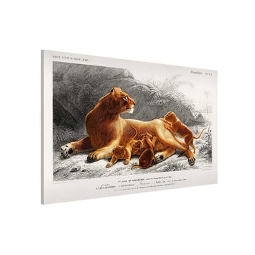 Tablica magnetyczna - Tablica edukacyjna w stylu vintage Lwica z młodymi lwiątkami