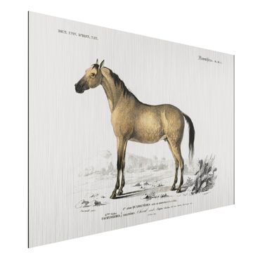 Obraz Alu-Dibond - Tablica edukacyjna w stylu vintage Koń