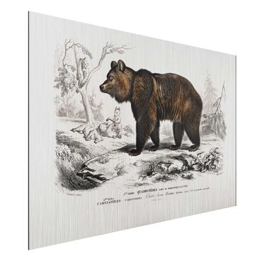 Obraz Alu-Dibond - Tablica edukacyjna w stylu vintage Niedźwiedź brunatny