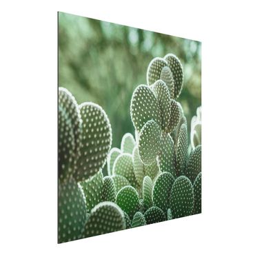 Obraz Alu-Dibond - Kaktusy