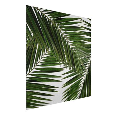 Obraz Alu-Dibond - Widok przez zielone liście palmy