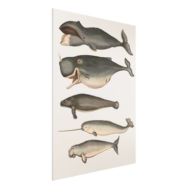Obraz Forex - Pięć wieloryby w stylu vintage