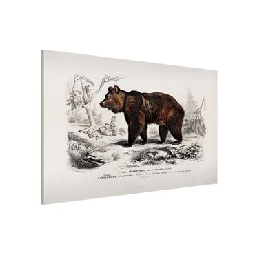 Tablica magnetyczna - Tablica edukacyjna w stylu vintage Niedźwiedź brunatny