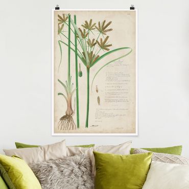 Plakat - Rysunki botaniczne w stylu vintage Trawy I