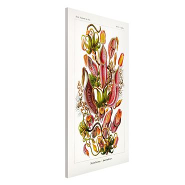Tablica magnetyczna - Tablica edukacyjna w stylu vintage Ilustracja roślin Czerwony Zielony