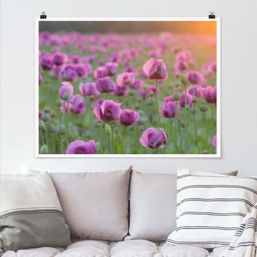 Plakat - Fioletowa łąka z makiem opium wiosną
