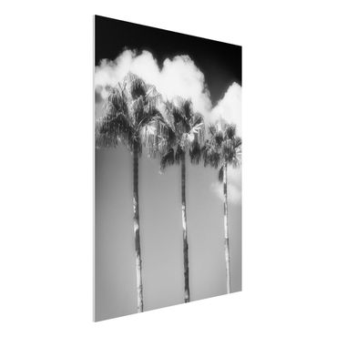 Obraz Forex - Palmy na tle nieba, czarno-białe