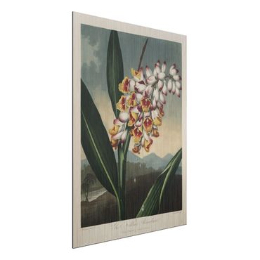 Obraz Alu-Dibond - Botany Vintage Ilustracja imbiru z kwiatem