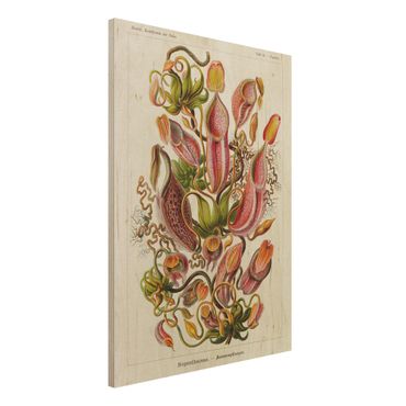 Obraz z drewna - Tablica edukacyjna w stylu vintage Ilustracja roślin Czerwony Zielony