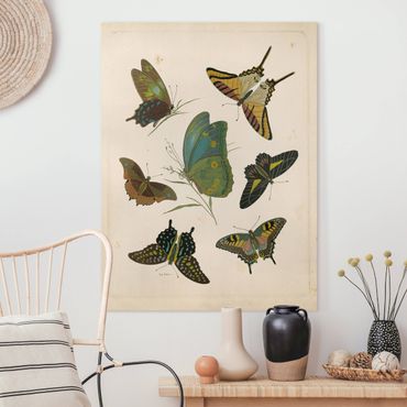 Obraz na płótnie - Ilustracja w stylu vintage Motyle egzotyczne