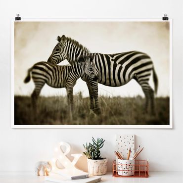 Plakat - Para zebr