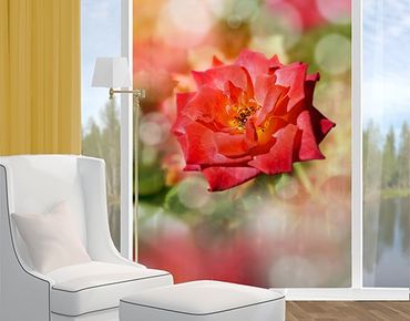 Folia okienna - Błyszcząca róża