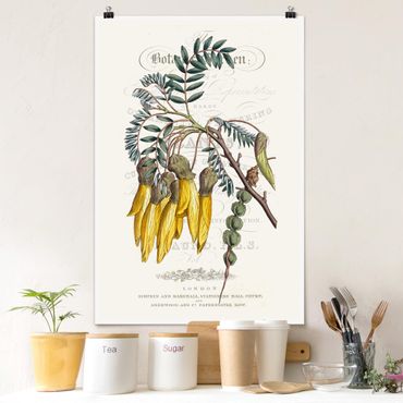 Plakat - Tablica botaniczna - drzewo sznurkowe