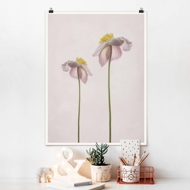 Plakat - Kwiaty zawilca różowego