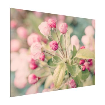 Tablica magnetyczna - Kwiat jabłoni bokeh różowy