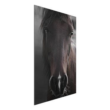 Obraz Alu-Dibond - Czarny koń