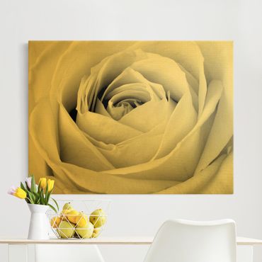 Złoty obraz na płótnie - Róża z bliska