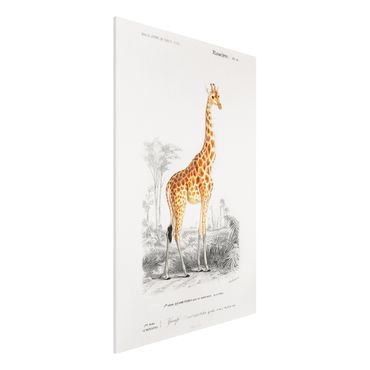 Obraz Forex - Tablica edukacyjna w stylu vintage Tablica dydaktyczna w stylu vintage Żyrafa