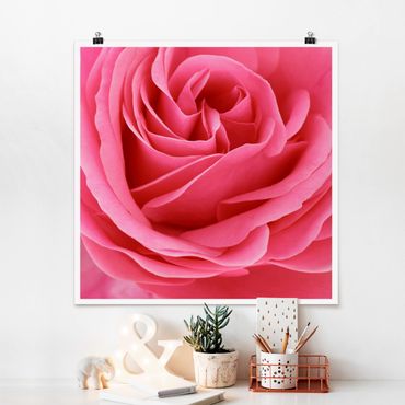 Plakat - Różowa róża pełna wdzięku