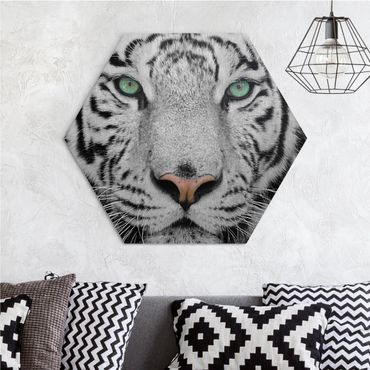 Obraz heksagonalny z Alu-Dibond - Biały tygrys