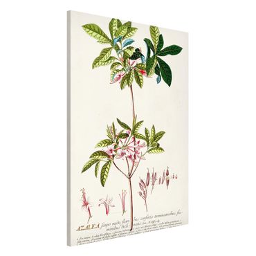 Tablica magnetyczna - Vintage Botanika Ilustracja Azalia