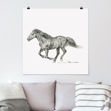 Plakat - Badanie dzikich koni - klacz