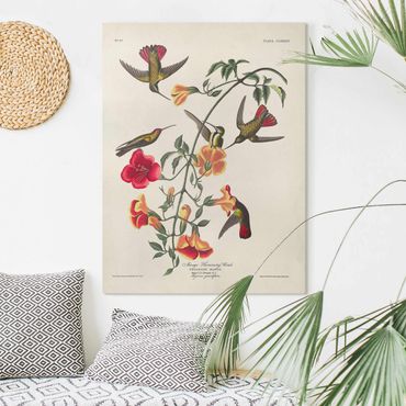 Obraz na płótnie - Tablica edukacyjna w stylu vintage Kolibry mango