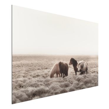 Obraz Alu-Dibond - Islandzkie dzikie konie