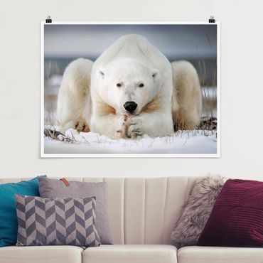 Plakat - Przemyślany niedźwiedź polarny