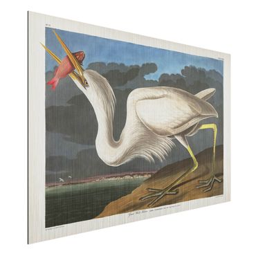 Obraz Alu-Dibond - Tablica edukacyjna w stylu vintage Duża Czapla biała