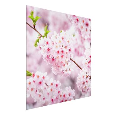Obraz Alu-Dibond - Japońskie kwiaty wiśni