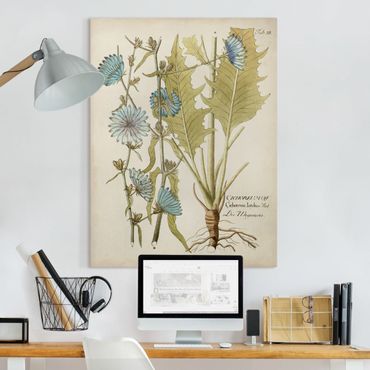 Obraz na płótnie - Botanika w stylu vintage z cykorią niebieską