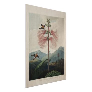 Obraz Alu-Dibond - Botanika Vintage Ilustracja kwiat i koliber