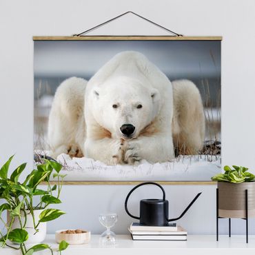 Plakat z wieszakiem - Przemyślany niedźwiedź polarny