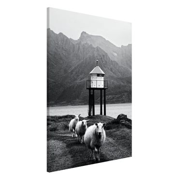 Tablica magnetyczna - Trzy owce na Lofotach
