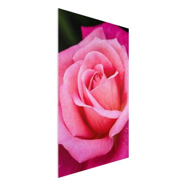 Obraz Forex - Kwiat różowej róży na tle zieleni