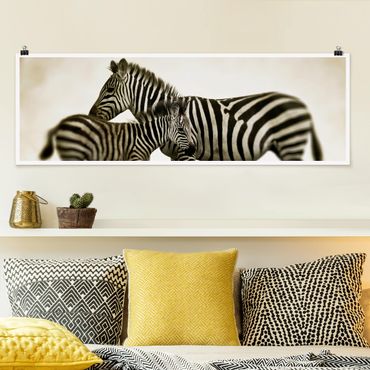 Plakat - Para zebr