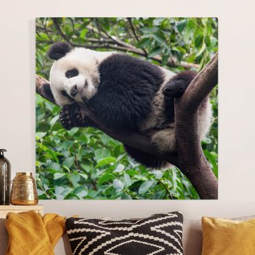 Obraz na płótnie - Śpiąca panda na gałęzi