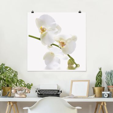 Plakat - Wody białej orchidei