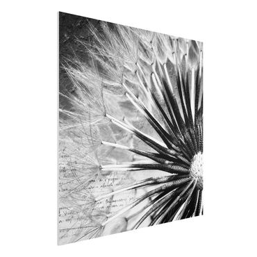 Obraz Forex - Dandelion czarno-biały